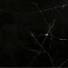 Керамогранит Фиеста черный ГК 02 40х40 см- купить, цена и фото в интернет-магазине Remont Doma