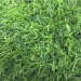 Искусственная трава 10 мм ( 2*25 м/п или 30 м/п ) - купить, цена и фото в интернет-магазине Remont Doma