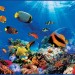 Декоративное панно VIP Коралловый риф 294х134 (6 листов)  - купить в Remont Doma| Каталог с ценами на сайте, доставка.
