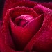 Декоративное панно Бархатная роза 134х98 (2 листа) купить недорого в Десногорске