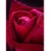 Купить Декоративное панно Бархатная роза 134х98 (2 листа) в Десногорске в Интернет-магазине Remont Doma