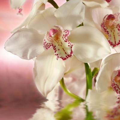 Декоративное панно Розовая орхидея 196х201 (6 листов)