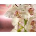 Купить Декоративное панно Розовая орхидея 196х201 (6 листов) в Десногорске в Интернет-магазине Remont Doma