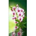 Купить Декоративное панно VIP Орхидея 261х134 (6л)  в Десногорске в Интернет-магазине Remont Doma