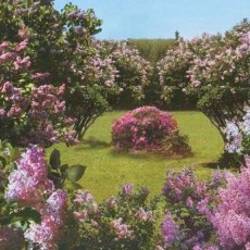 Декоративное панно  Весенний сад 196х201 (6 листов)