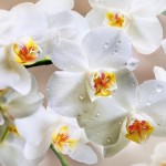 Декоративное панно Белая орхидея 196х134 (4 листа)