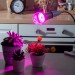 Купить Лампа светодиодная для растений. Форма "A", прозрачная. LED-A60-15W/SPSB/E27/CL PLP30GR  в Десногорске в Интернет-магазине Remont Doma