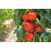 Минеральное удобрение Для томатов, перцев и баклажанов (0,9кг) , цена – купить в Десногорске