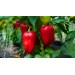 Купить Минеральное удобрение Для томатов, перцев и баклажанов (0,9кг)  в Десногорске в Интернет-магазине Remont Doma
