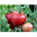 Купить Удобрение Агровита для томатов,перцев и баклажанов 100г в Десногорске в Интернет-магазине Remont Doma