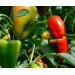 Удобрение Агровита для томатов,перцев и баклажанов 100г- купить, цена и фото в интернет-магазине Remont Doma