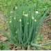 Агровита для лука и чеснока 100г  купить в Десногорске