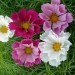 Удобрение Агровита для цветов Универсальное 100г купить недорого в Десногорске