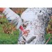 Побелка сухая (универсальная) "Диана" 3кг — купить в Десногорске: цена за штуку, характеристики, фото